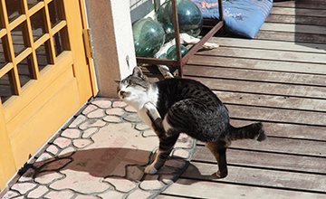 Tashiro island Nyanko Republic